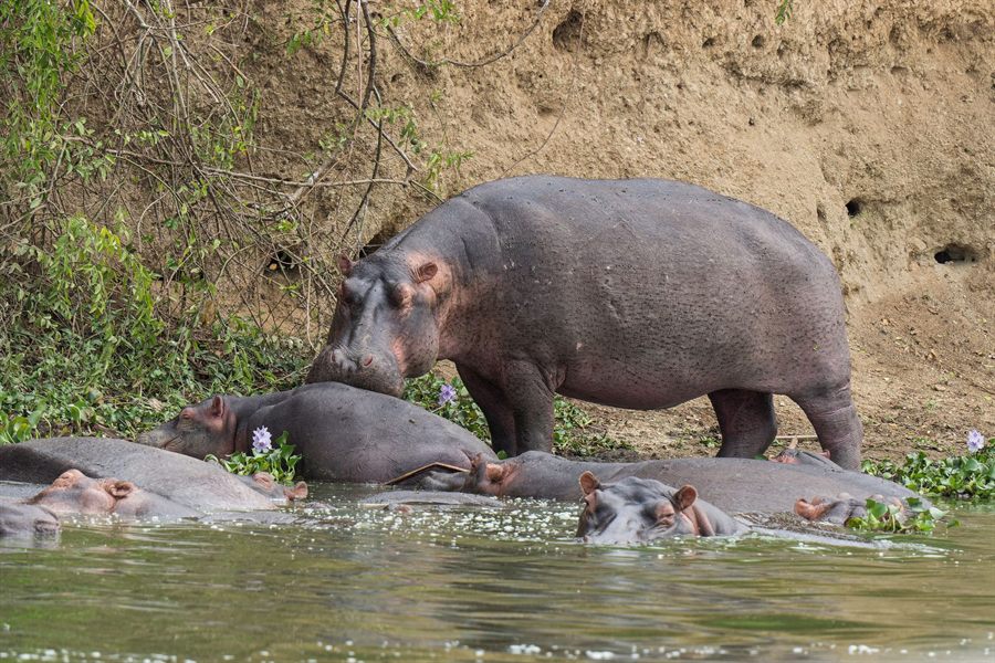 Hippos at the edge of an African river