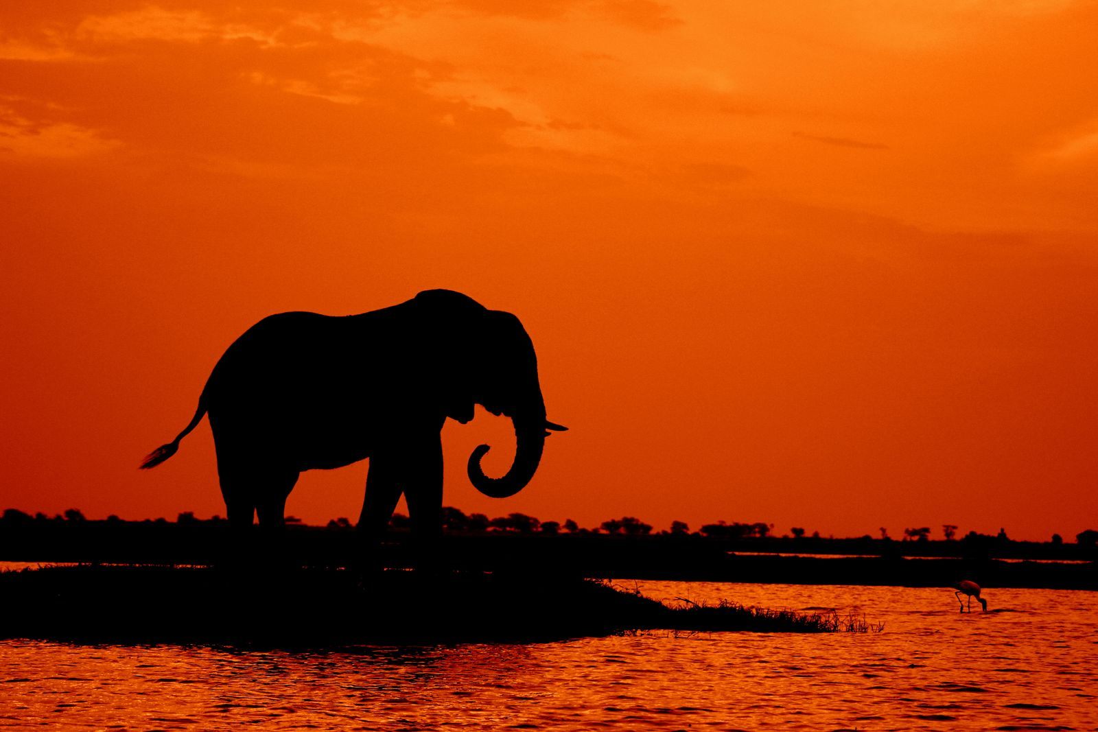 Elephant on a riverbank at sunset